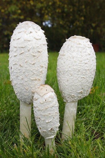 Shaggy ink caps