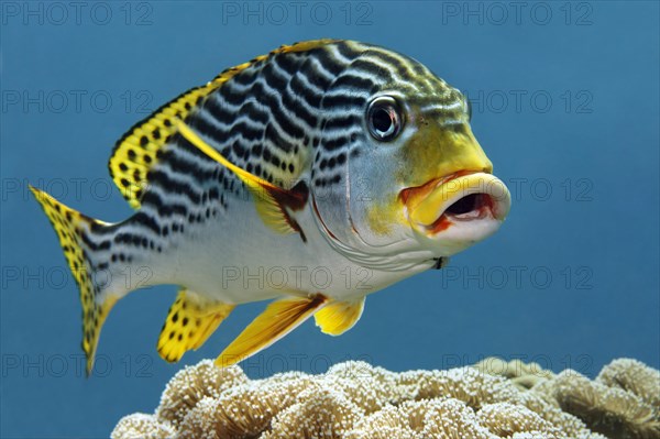 Oriental sweetlips