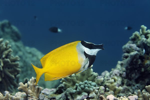 Foxface rabbitfish