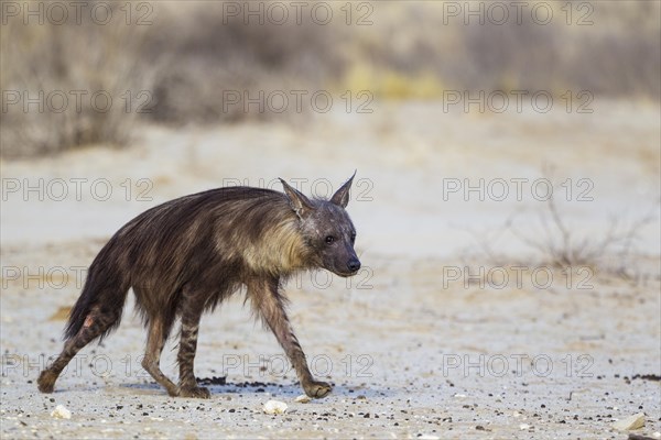 brown hyena