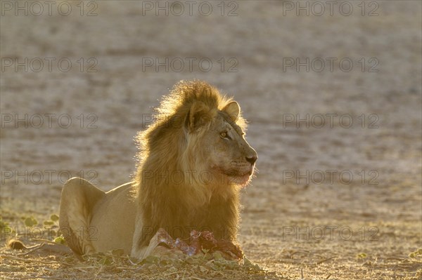 Black-maned lion