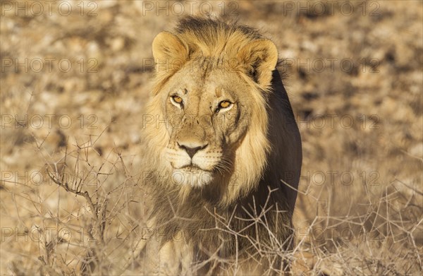 Black-maned lion