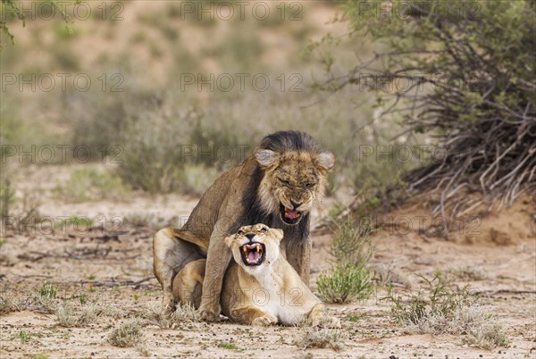 Black-maned lions