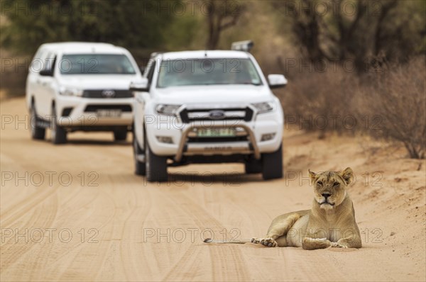 Lioness