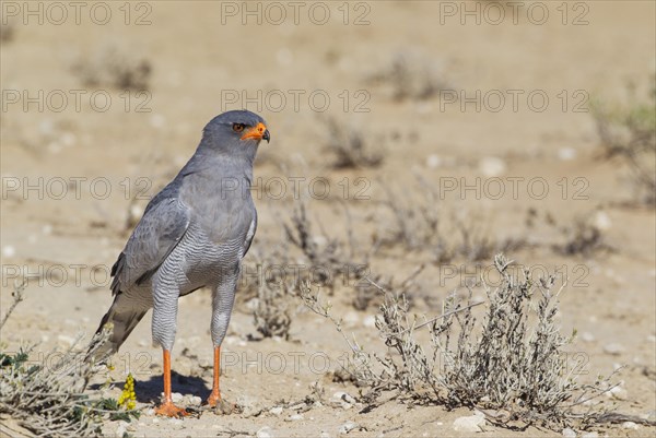 Pale-chanting Goshawk