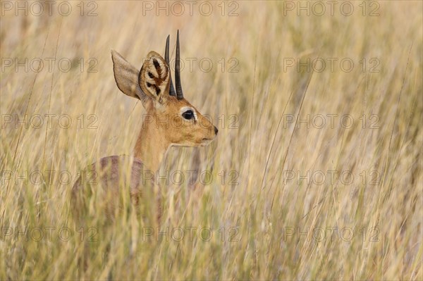 Steenbok