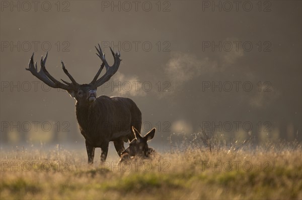 Red Deer