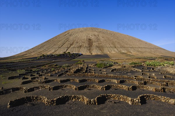 Vineyards in front of volcano Montana Tinache