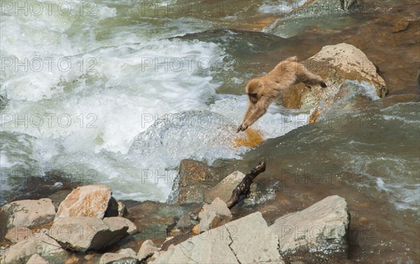 Japanese macaque