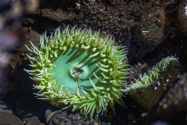 Tide pool with Giant Green Sea Anemone