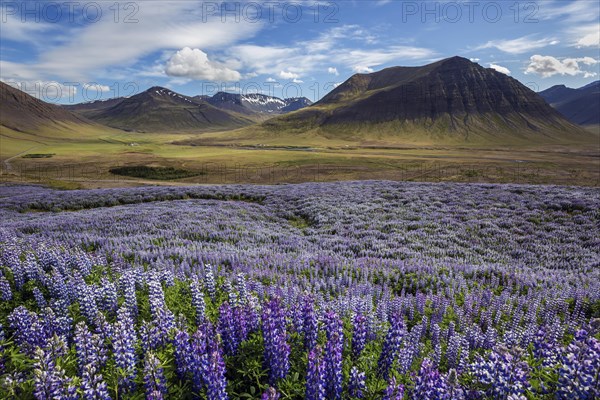 Blue flowering Nootka lupins