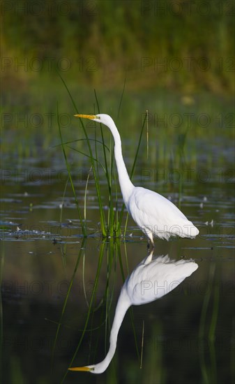 Great egret