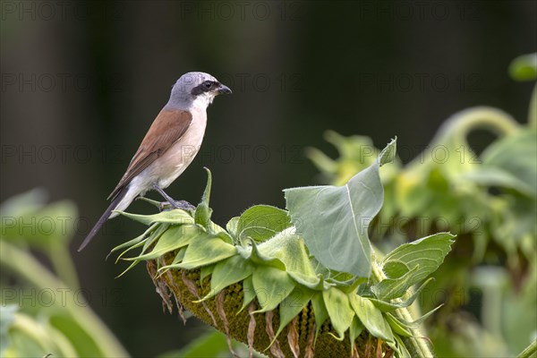 Red-backed shrike