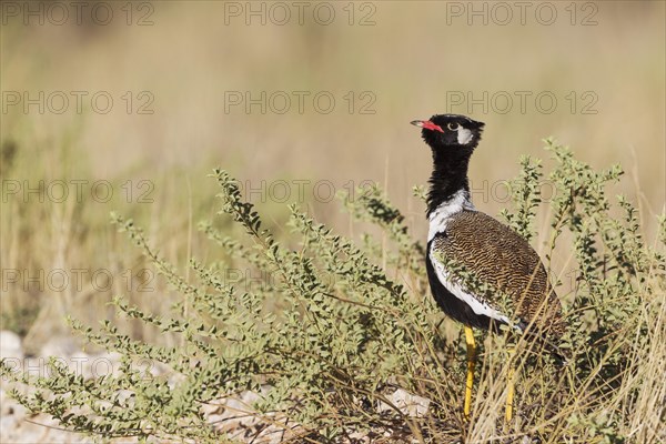 Northern Black Korhaan