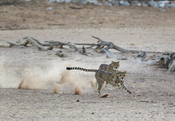 Cheetah