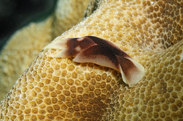 Lovely Headshield Slug