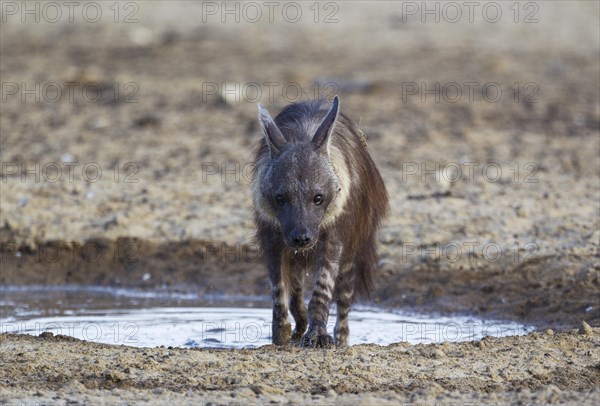 brown hyena