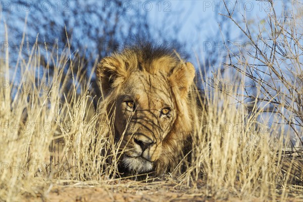 Black-maned lion