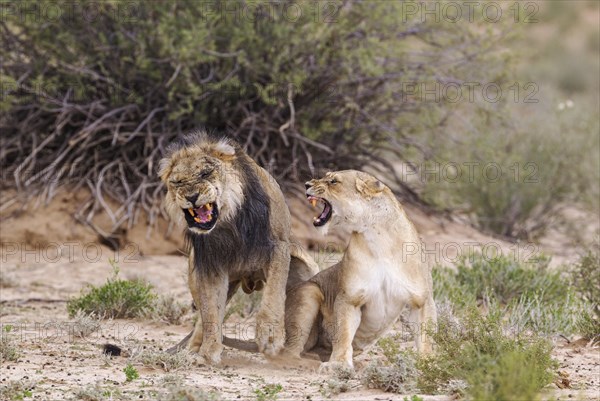 Black-maned lions