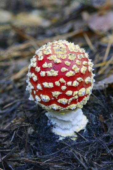 Fly agaric