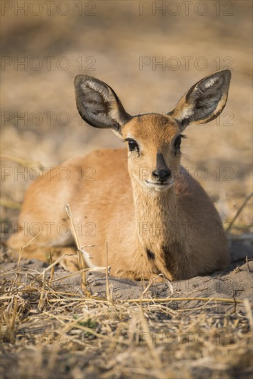 Steenbok