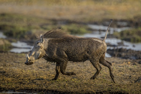 Warthog