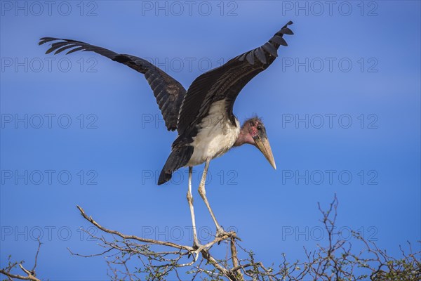 Marabou stork