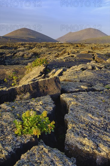 Lavafield with lichens and Rumex lunaria