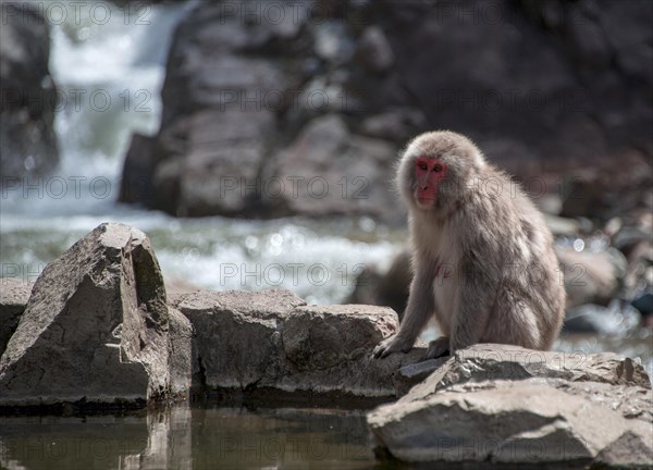 Japanese macaque