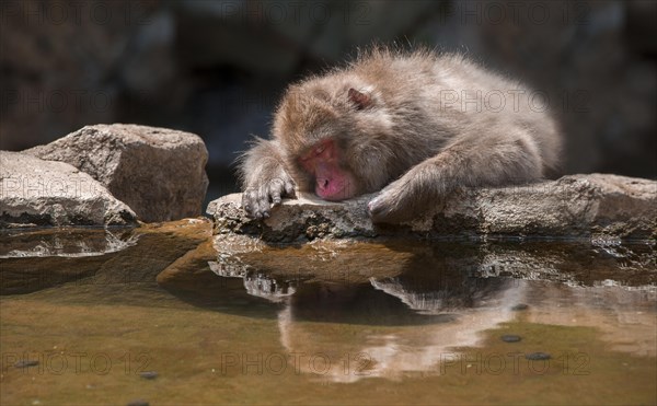 Japanese macaque