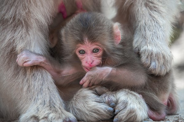 Japanese macaque