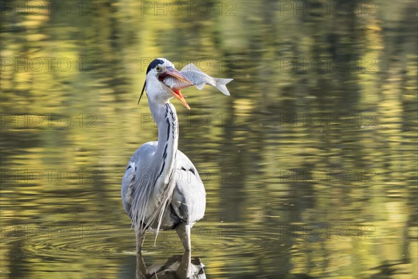 Grey heron