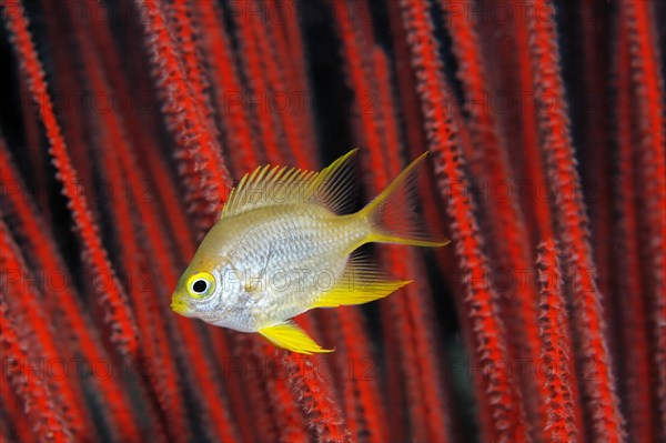 Golden damselfish