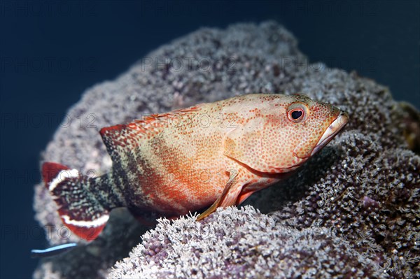 Flagtail Rockcod