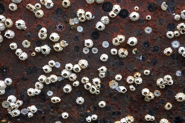 Dead Barnacles