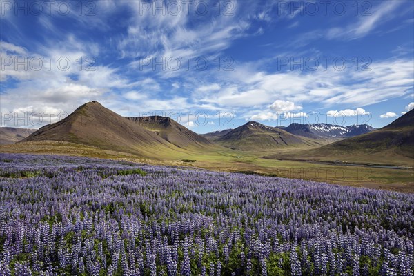 Blue flowering Nootka lupins