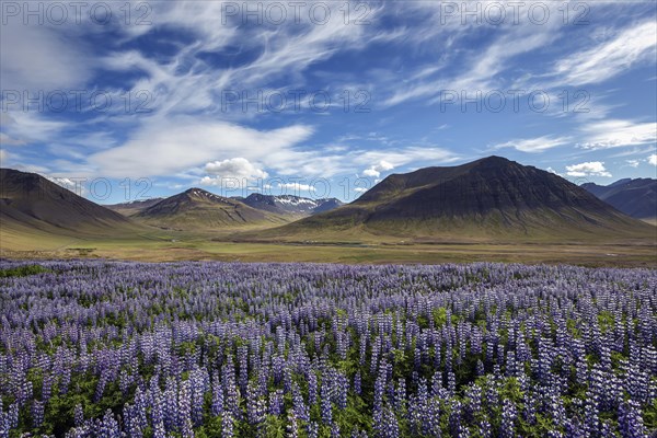 Blue flowering Nootka lupins