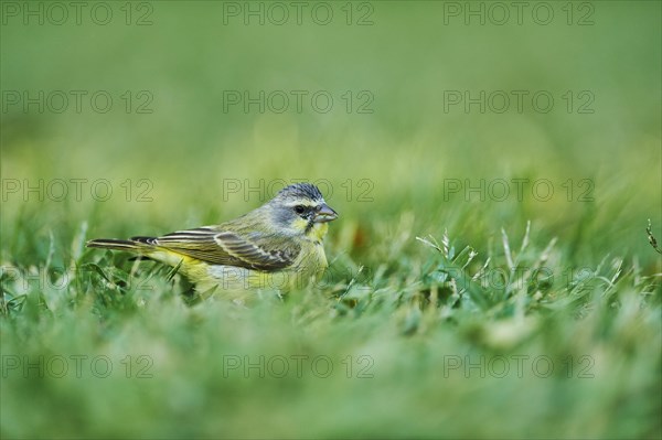 Yellow-fronted canary