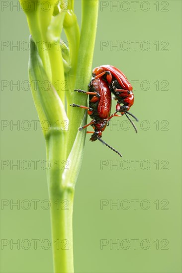 Scarlet lily beetle