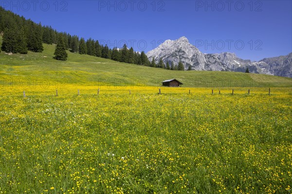 Walder-Alm