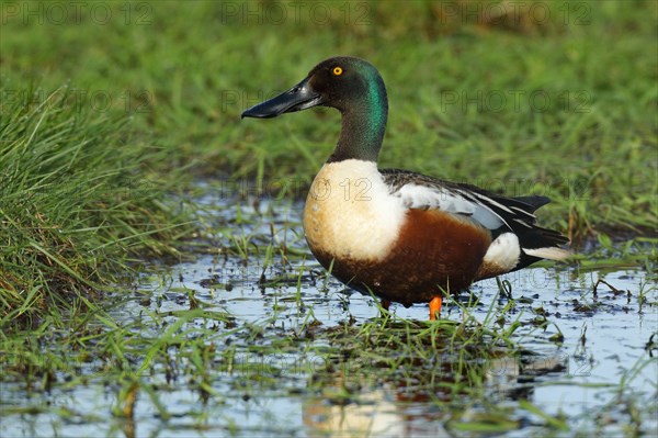 Northern Shoveler