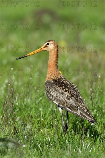 Black-tailed godwit