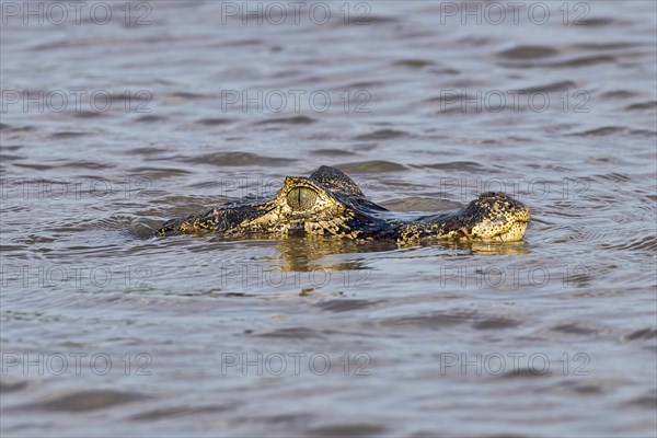 Yacare caiman