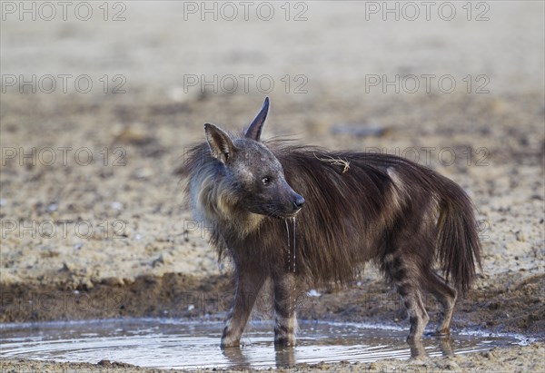 brown hyena