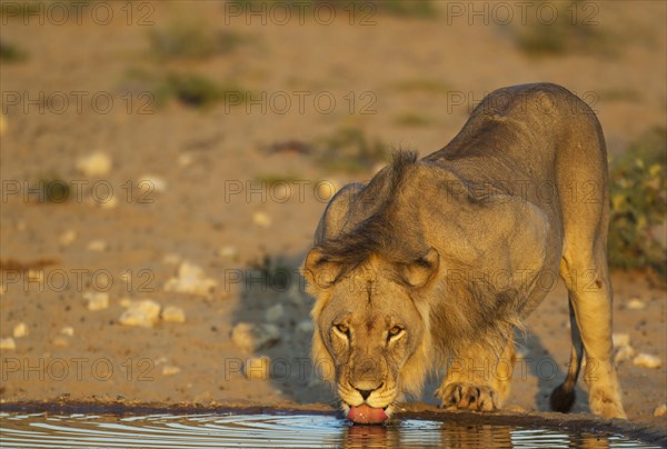 Black-maned lion