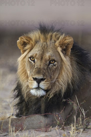 Black-maned lion