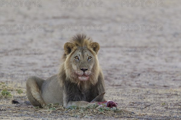 Black-maned lion