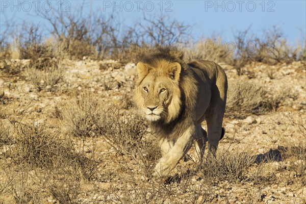 Black-maned lion
