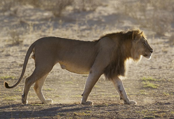 Black-maned lion