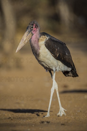 Marabou stork